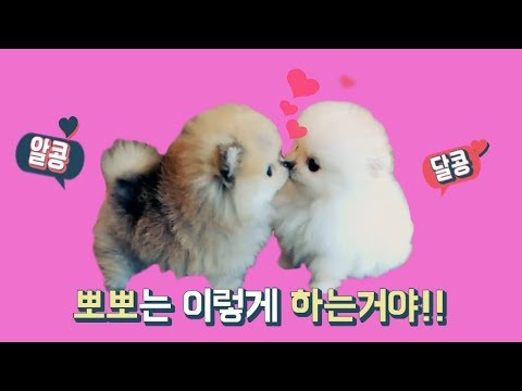 도그캐슬 강아지 무료분양 이벤트 - Youtube