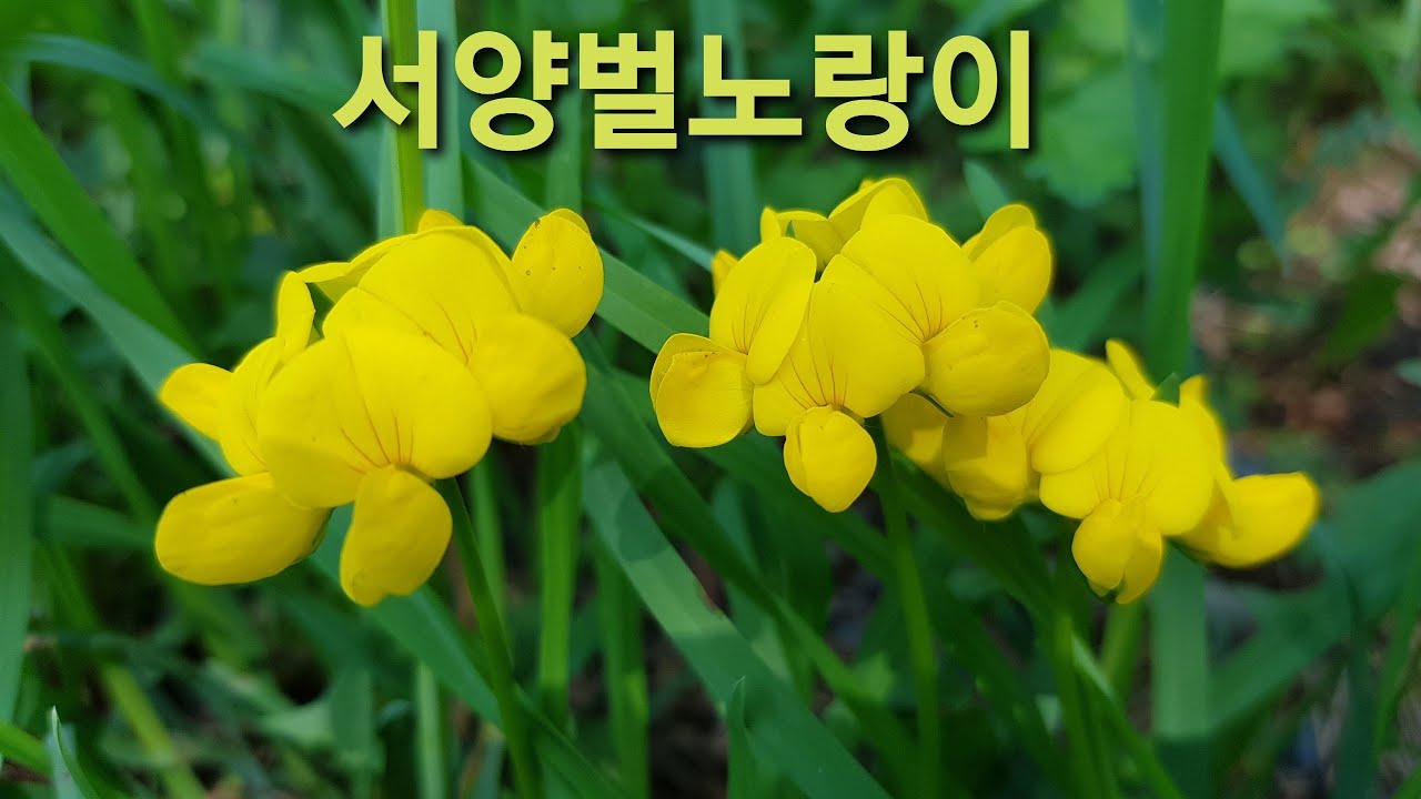 서양벌노랑이의 독특한 꽃~ 20/201회 - Youtube