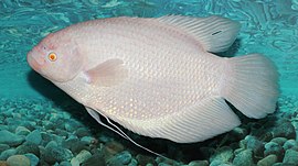 Albinism - Wikipedia