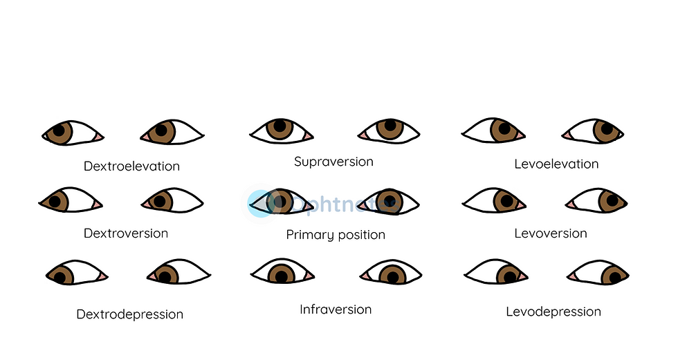 The Extraocular Muscles