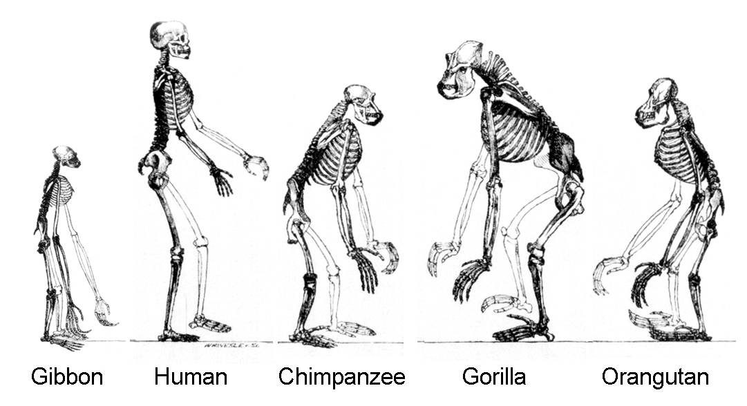 Human evolution - Wikipedia Human Evolution - Wikipedia
