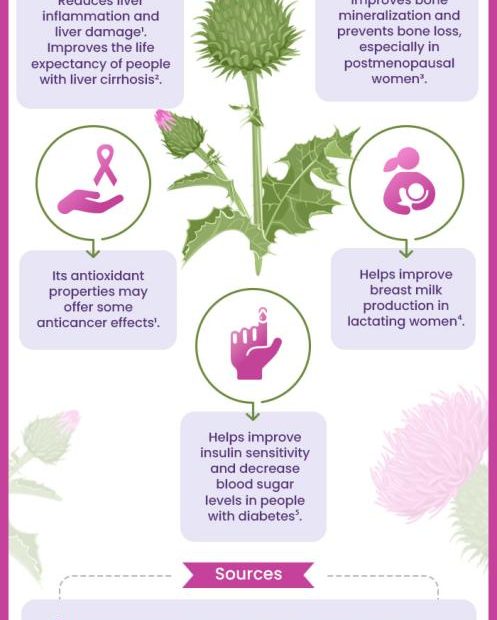 8 Side Effects Of Milk Thistle You Should Be Aware Of