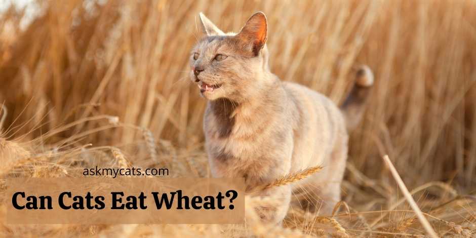 Can Cats Eat Wheat? Is Wheat Bad For Cats?