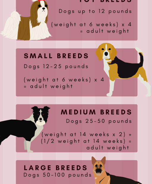 How Big Your Puppy Will Grow Based On Her Paws | Diy Guide