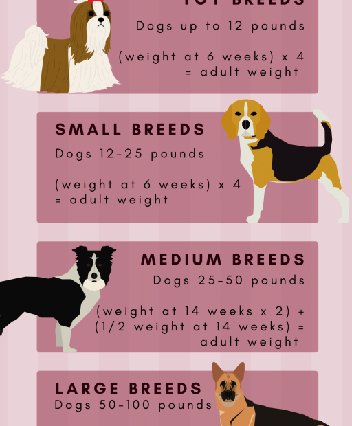 How Can You Tell If A Puppy Will Be Big Or Small: Size Predictions For ...