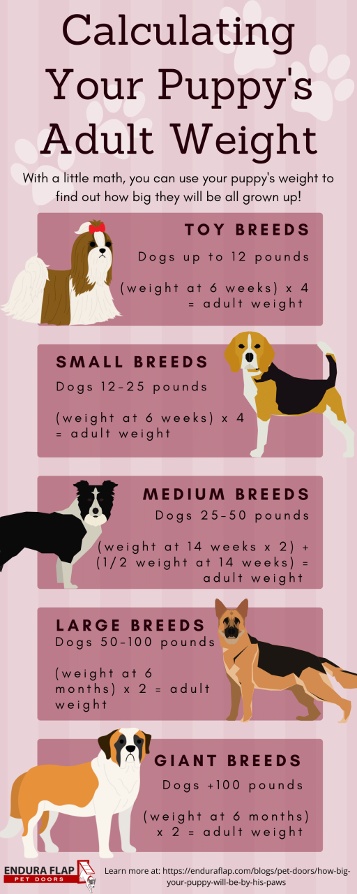 How Can You Tell If A Puppy Will Be Big Or Small: Size Predictions For ...