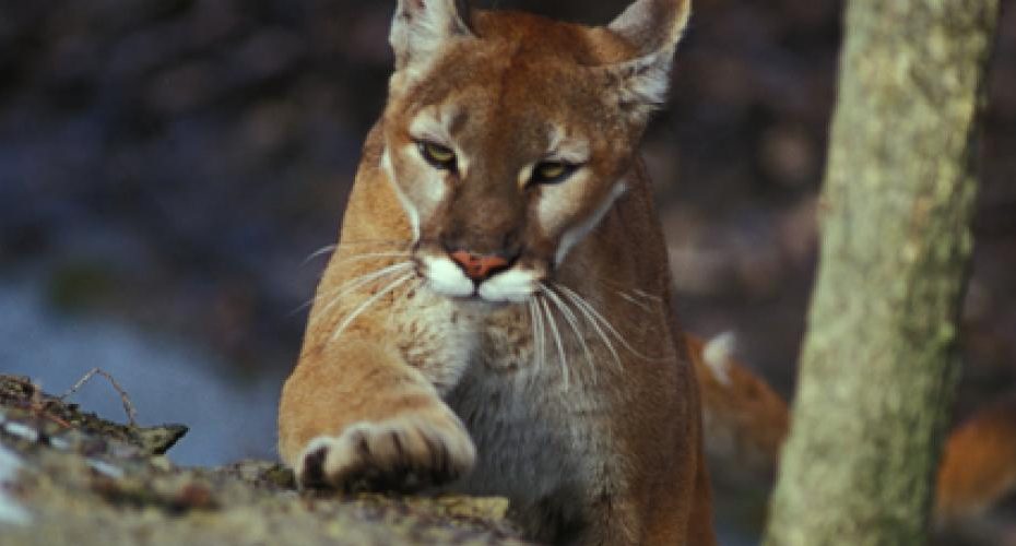 Do Loud Noises Scare Mountain Lions? Exploring Their Reactions