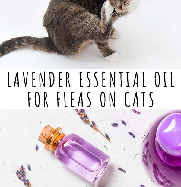 What Essential Oil Is Safe For Fleas On Cats?