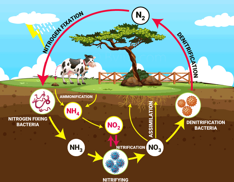 Nitrogen Cycle Explained - Definition, Stages And Importance