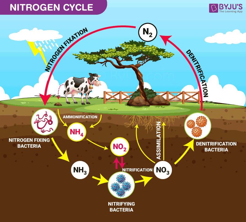 Nitrogen Cycle Explained - Definition, Stages And Importance