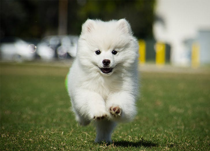 The 15 Best Companion Dogs – Purewow