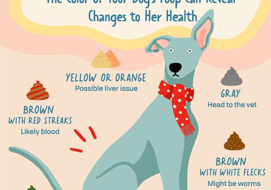 Dog Diarrhea: Causes, Treatment, And What Your Dog'S Poop Says About Their  Health