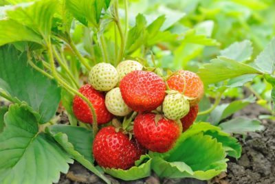 What Are Everbearing Strawberries - When Do Everbearing Strawberries Grow
