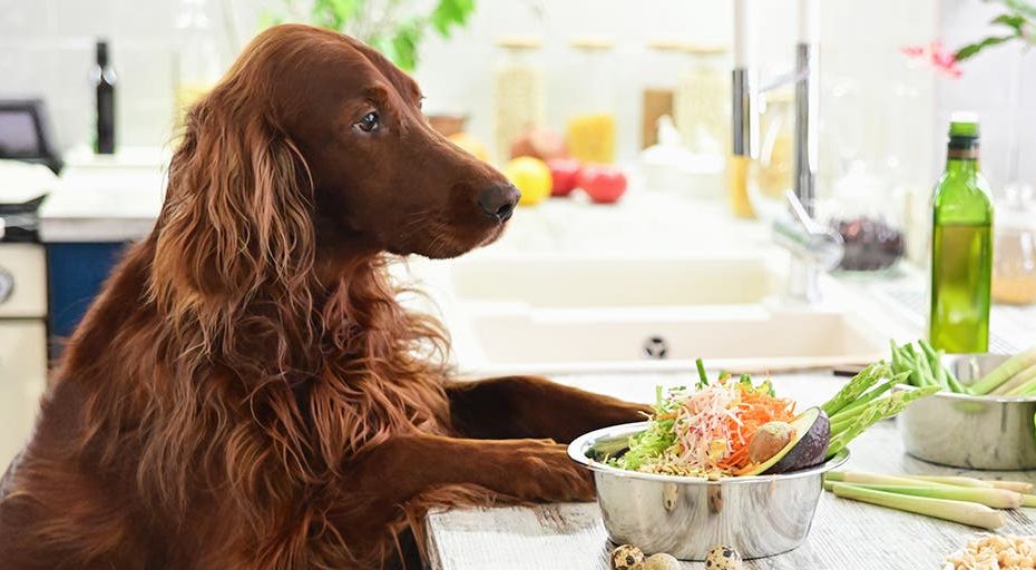 What Is Fresh Pet Food And Is It Actually Better? | Wirecutter