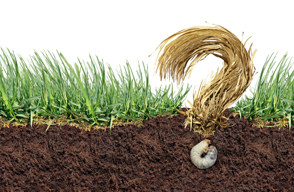 Grubs in Lawn? Here's How to Get Rid Them for Good Grubs In Lawn? Here'S How To Get Rid Them For Good