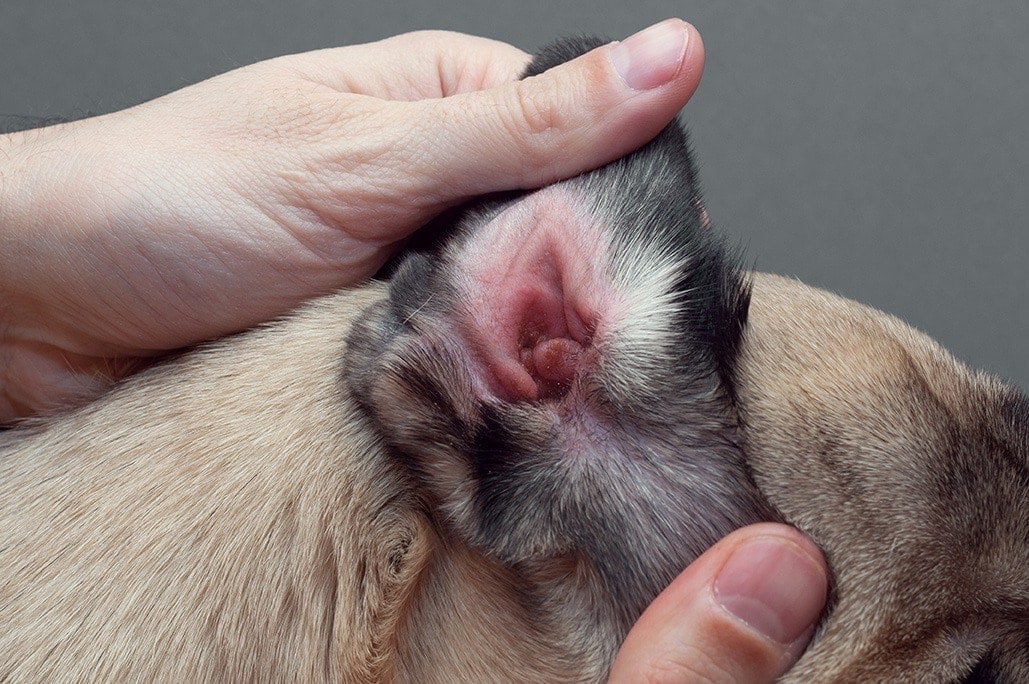How Much Does It Cost To Treat A Dog Ear Infection At The Vet: 2023 Price  Guide | Hepper