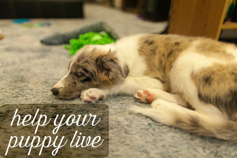 How To Save A Puppy With Parvovirus (9 Ways To Help Your Puppy) - Pethelpful
