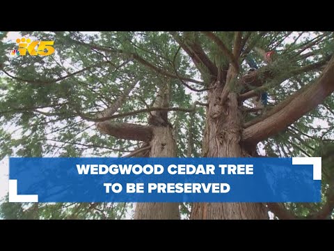 Cedar tree threatened by development in Wedgwood will be preserved