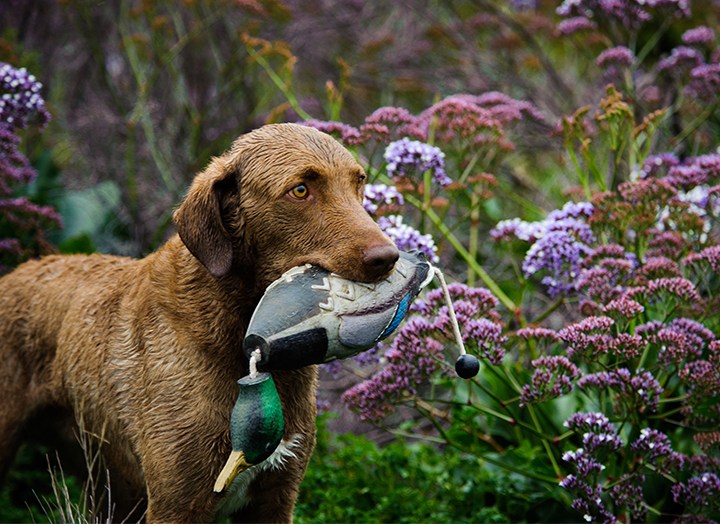 25 Hunting Dog Breeds That Make The Bravest Companions – Purewow