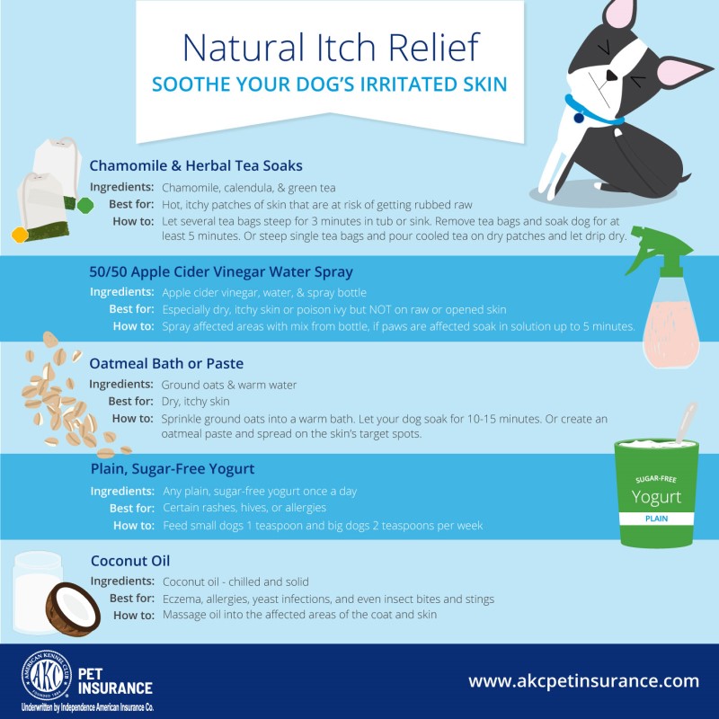 5 Natural Remedies To Help Your Itchy Dog