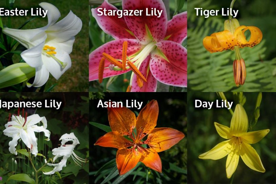 Lily Toxicity In Cats - Canada West Veterinary Specialists