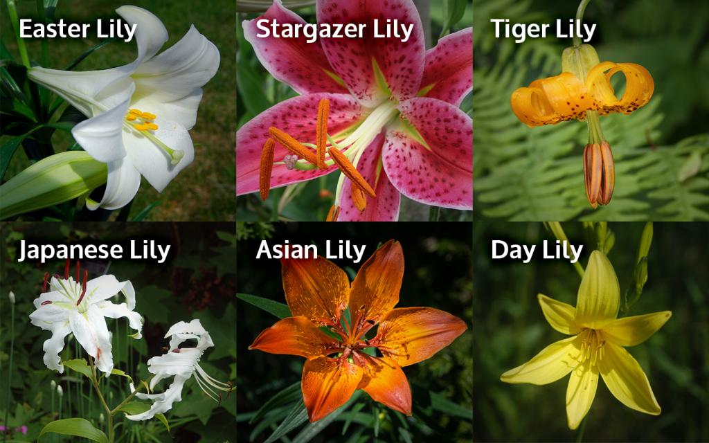 Lily Toxicity In Cats - Canada West Veterinary Specialists