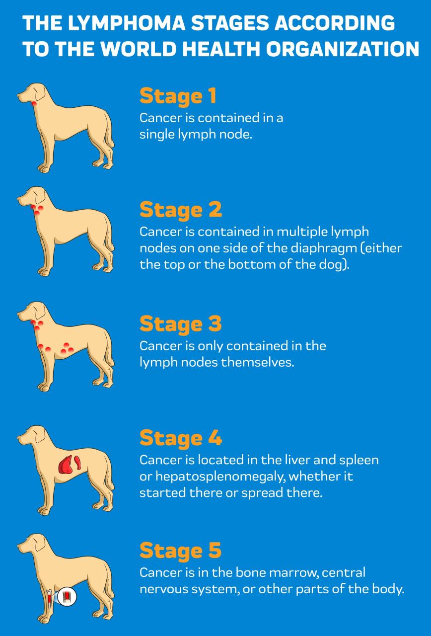 Find Relief With Cbd Oil For Lymphoma In Dogs – Innovet Pet