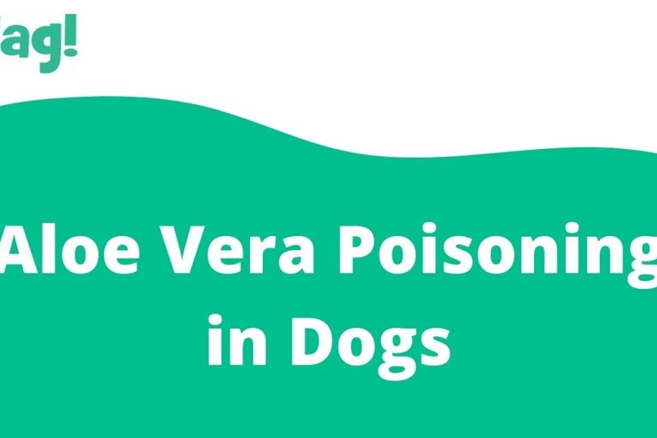 Aloe Vera Poisoning In Dogs - Symptoms, Causes, Diagnosis, Treatment,  Recovery, Management, Cost