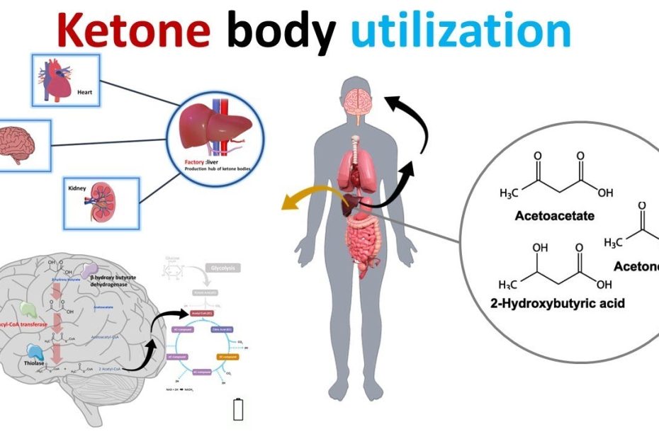 Ketone Body Utilization And Ketolysis - Youtube