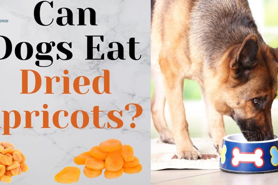 Can Dogs Have Dried Apricots?