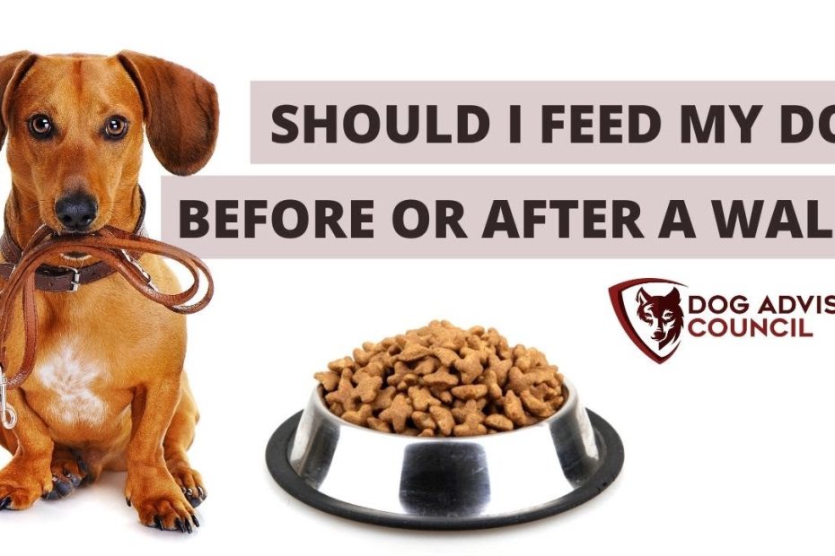 Should I Feed My Dog Before Or After A Walk? - Youtube