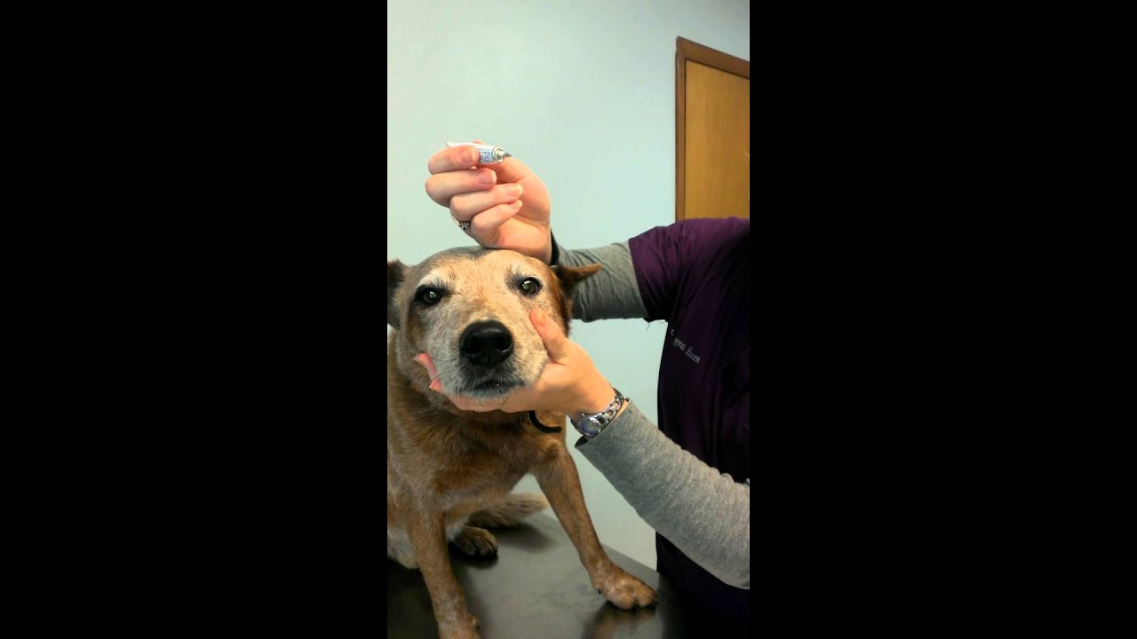 How To Apply Eye Ointment To A Dog Or Cat - Youtube