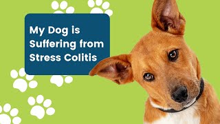 My Dog Is Suffering From Stress Colitis - Youtube