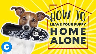 Leaving Your Dog Home Alone: (8,12, 24-Hours And Overnight) - Houndgames