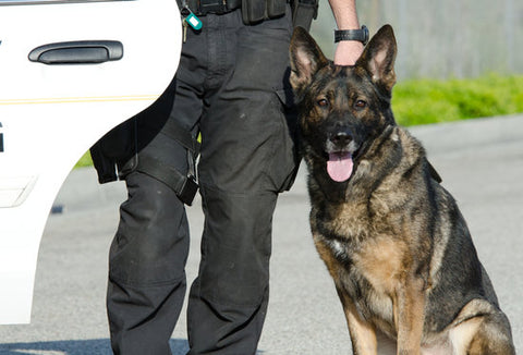 The 6 Best Police Dogs In Service Of 2023 - Sitstay