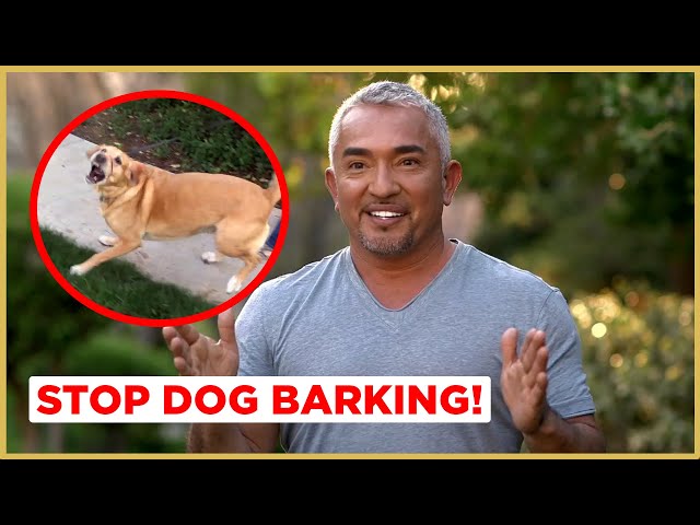 How To Stop Dog Barking! (Cesar911 Shorts) - Youtube
