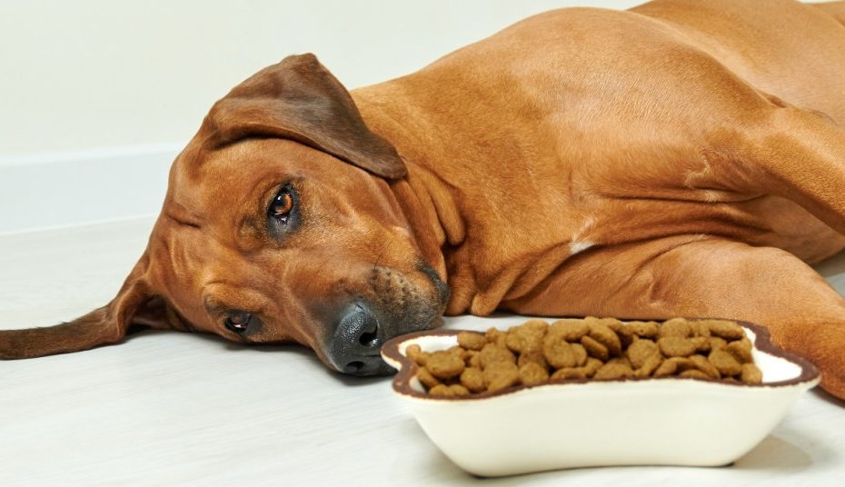 Foods To Settle Your Dog'S Upset Stomach - Woman'S World