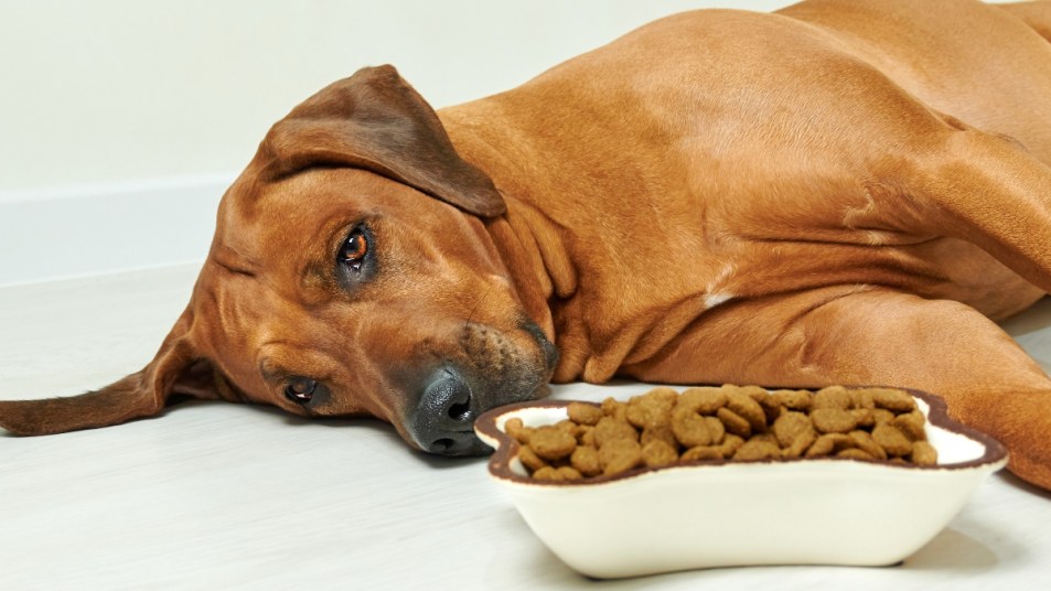 Foods To Settle Your Dog'S Upset Stomach - Woman'S World