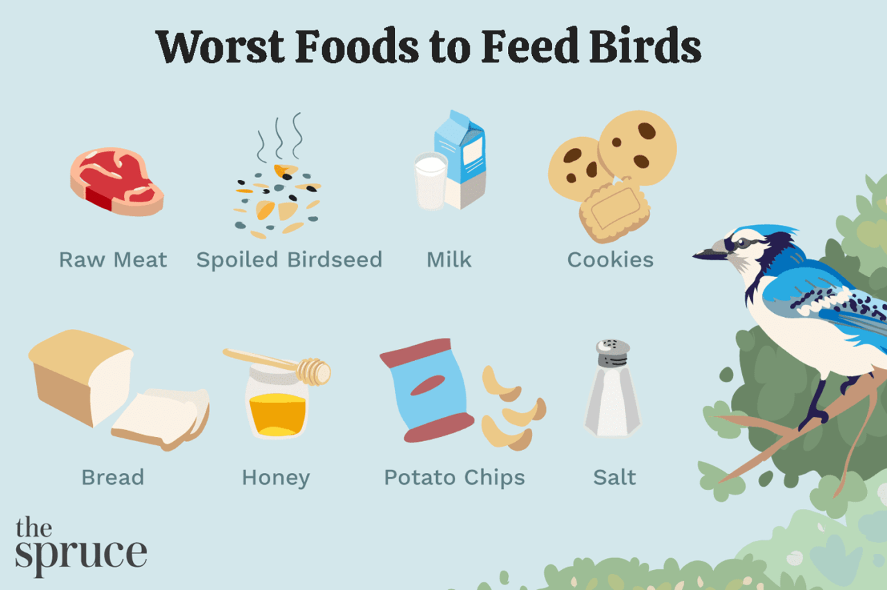 Top 10 Worst Foods To Feed Backyard Birds